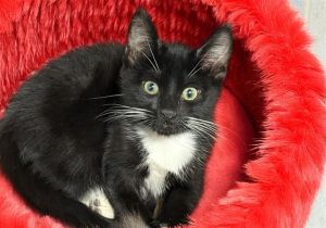 VERHAEGHE Domestic Short Hair Cat