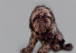 KYMANI Lhasa Apso Dog