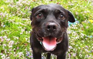 TIANA American Staffordshire Terrier Dog