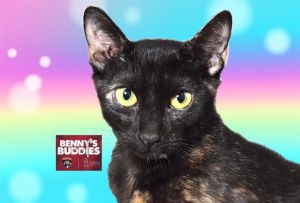Marylyn is a sleek and petite young tortie who is friendly and outgoing even with strangers She is