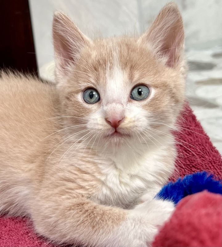 Cat for adoption - Sam, a Domestic Short Hair in Chicago, IL
