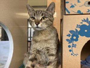 CHANNEL, Young Female Domestic Short Hair