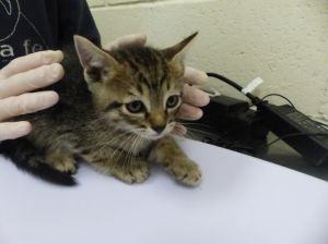 BROCK, Baby Male Domestic Short Hair