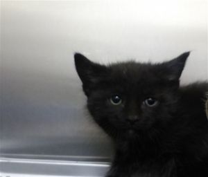 MOONBEAM, Baby Male Domestic Medium Hair