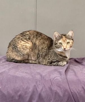 AVIE, Adult Female Domestic Short Hair