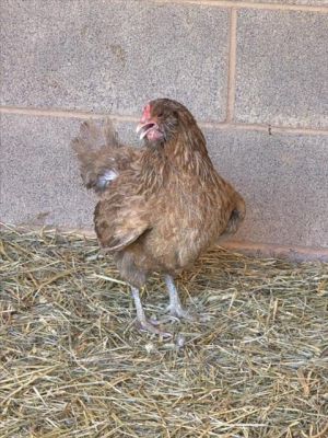 JOHNSON, Adult Male Chicken
