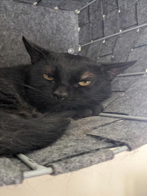 OTHELLO, an adoptable Domestic Short Hair in Las Vegas, NV, 89101 | Photo Image 1