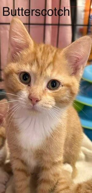 Butterscotch, Baby Male unknown