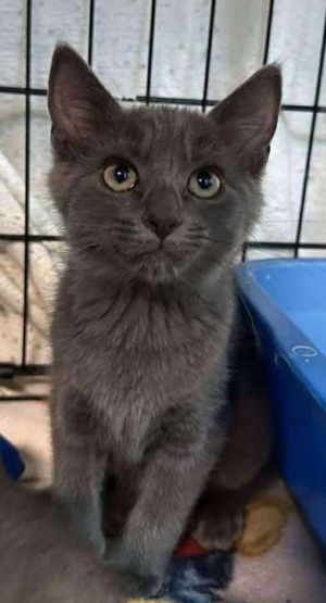 Jill, Baby Female Domestic Short Hair