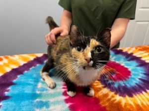 Girasol, Young Female Domestic Short Hair