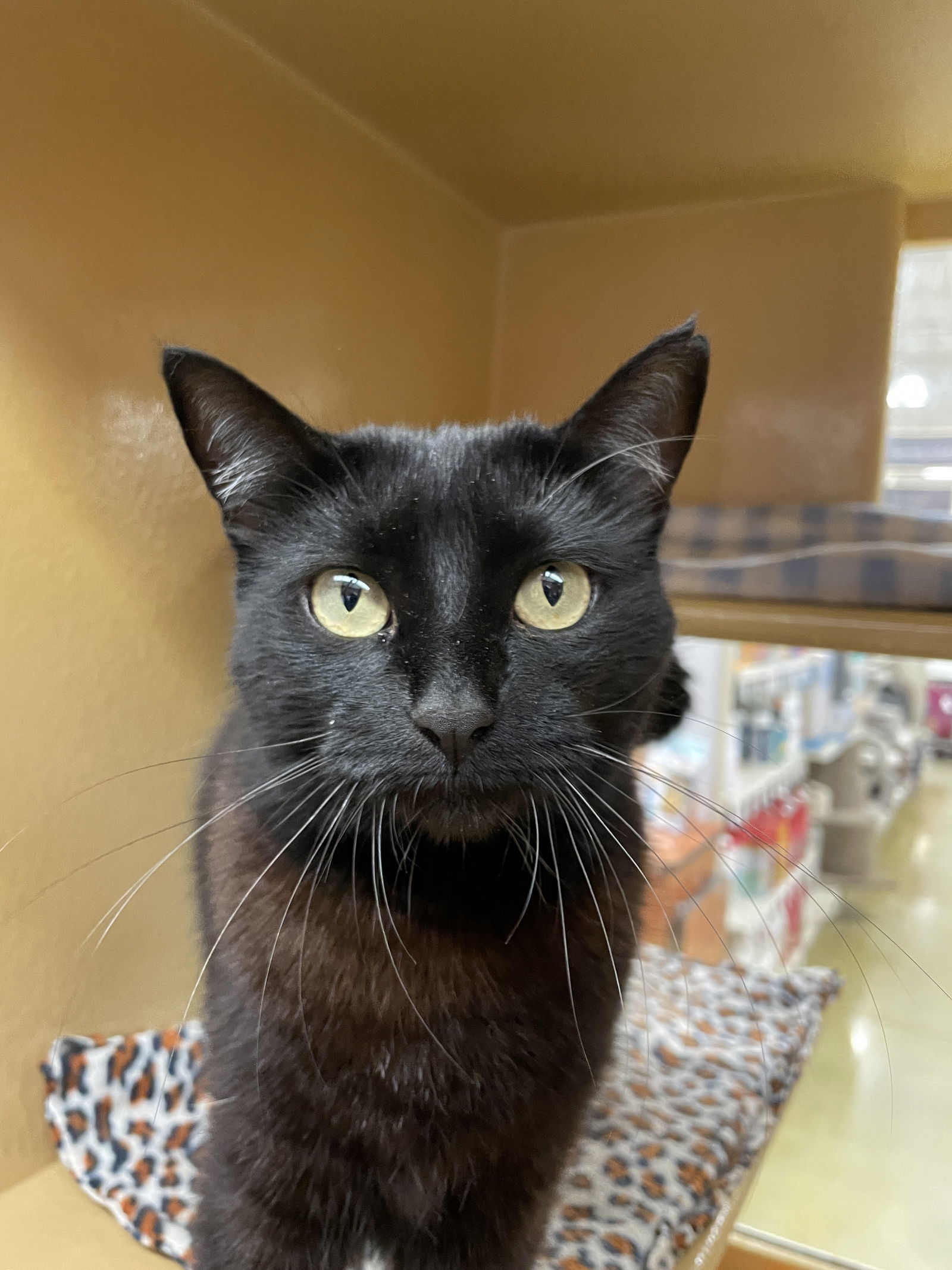 Coco