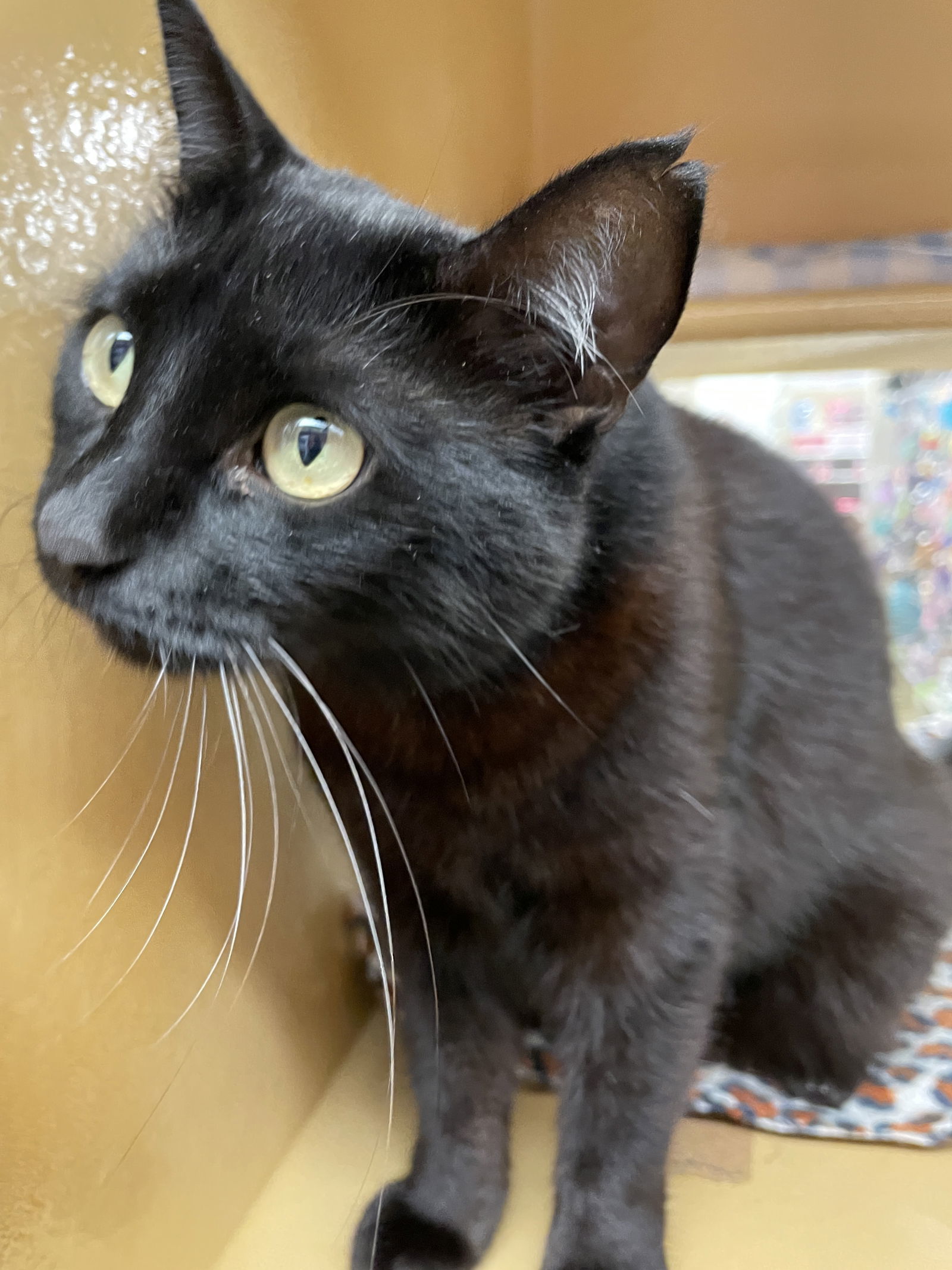 Coco
