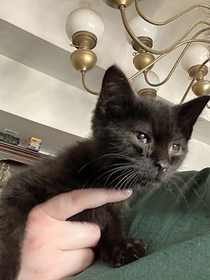 Furby, Baby Male Domestic Short Hair