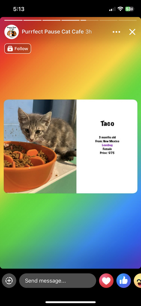 Taco