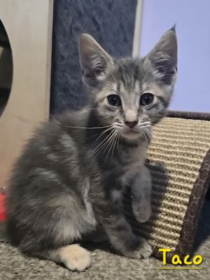 Taco, Baby Female Domestic Short Hair