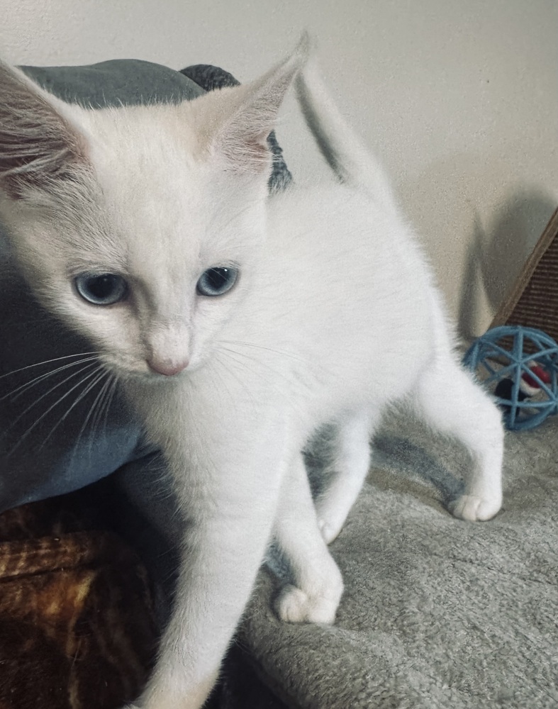 Yuki