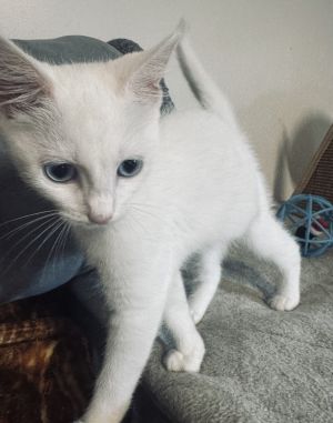 Yuki, Baby Female Domestic Short Hair