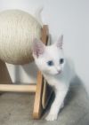 Yuki photo 2