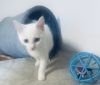 Yuki photo 4
