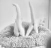 Yuki photo 5