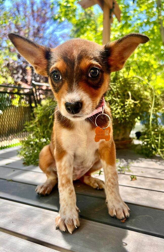 IVY