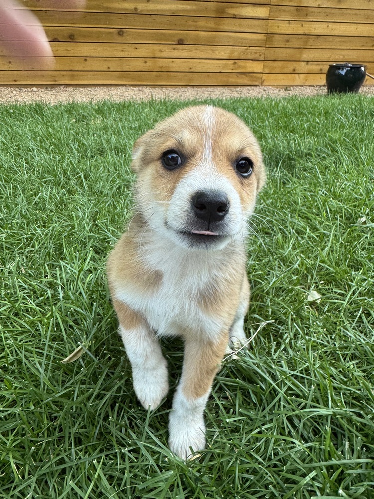 ISLA
