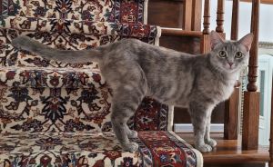 Moro, Adult Female Domestic Short Hair
