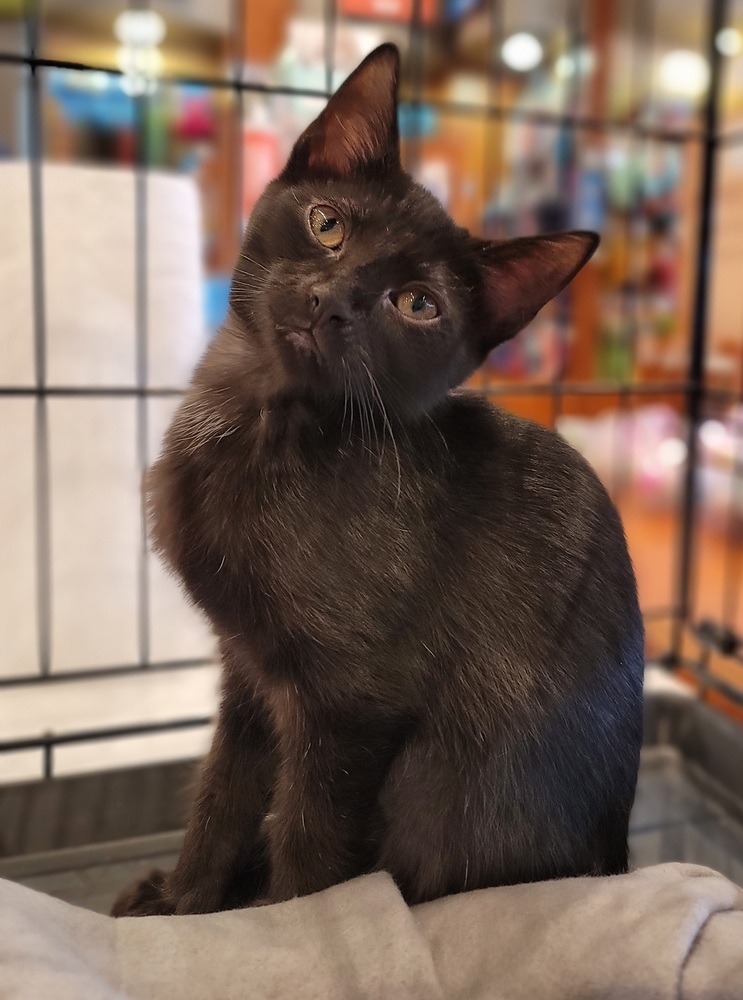 Jiji