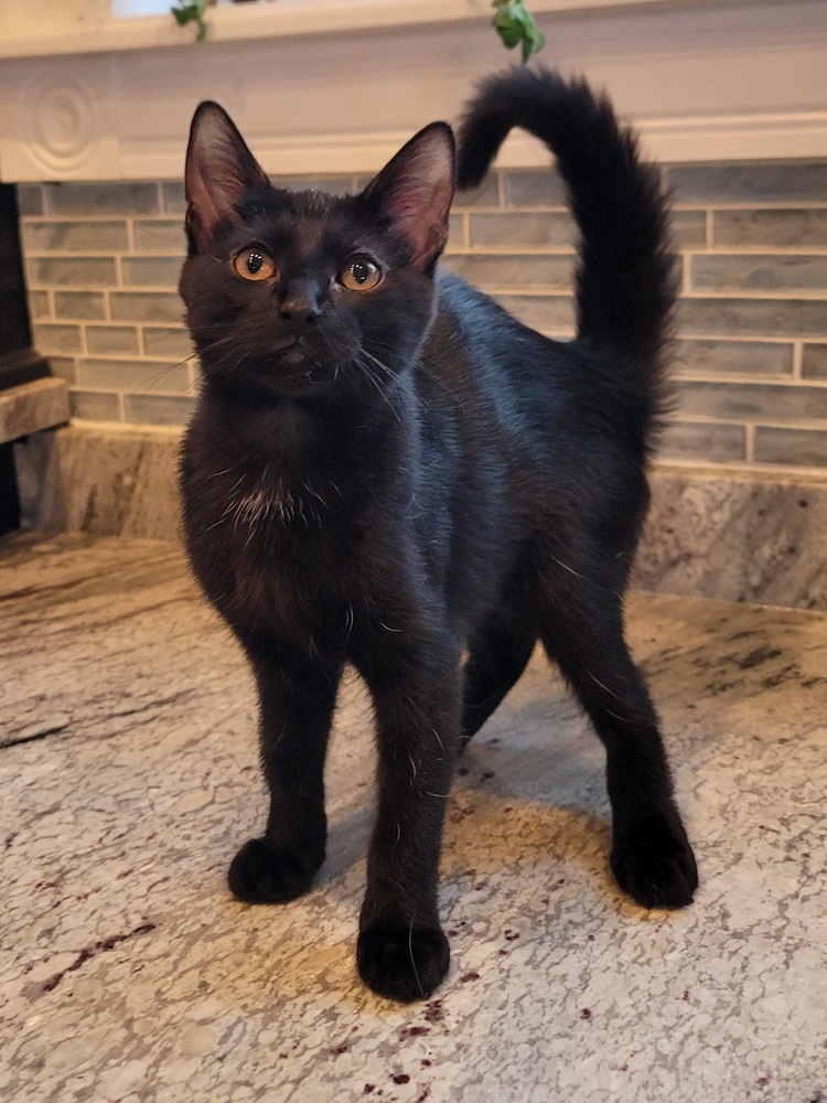 Jiji