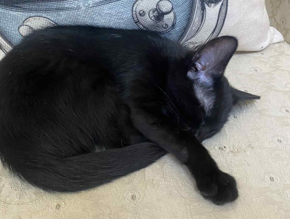 Jiji