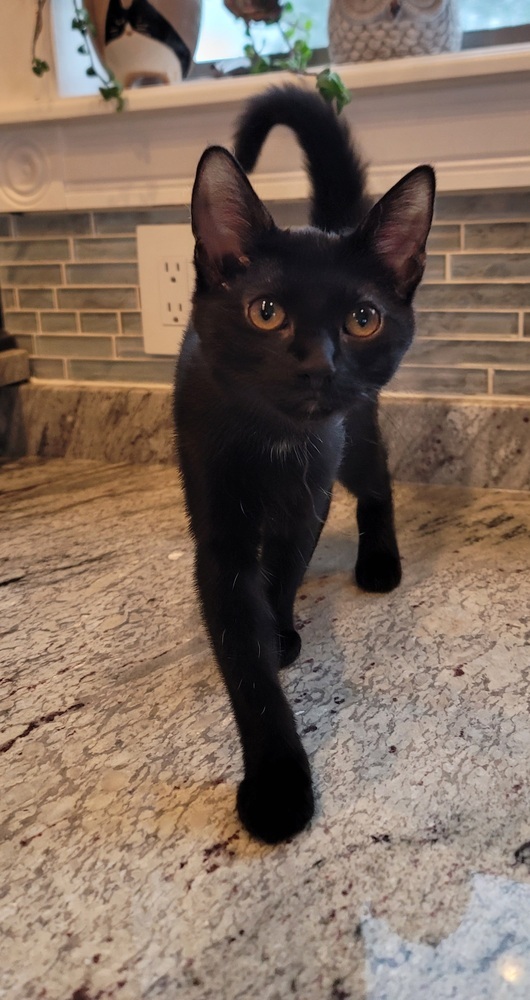 Jiji