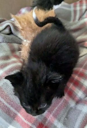 Wanda, Baby Female Domestic Short Hair