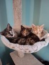 Blinky KITTEN photo 1