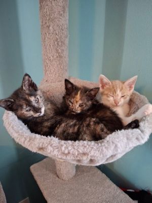 Blinky KITTEN, Baby Female Domestic Short Hair