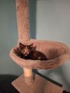 Pinky KITTEN photo 3