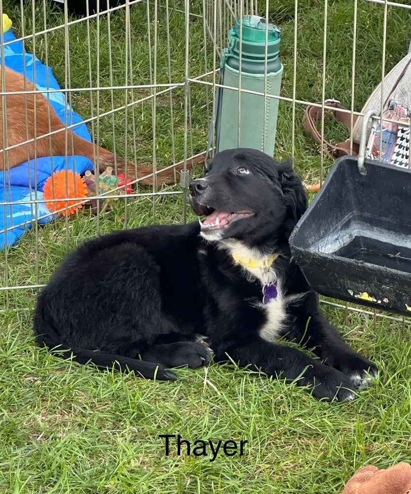 Thayer