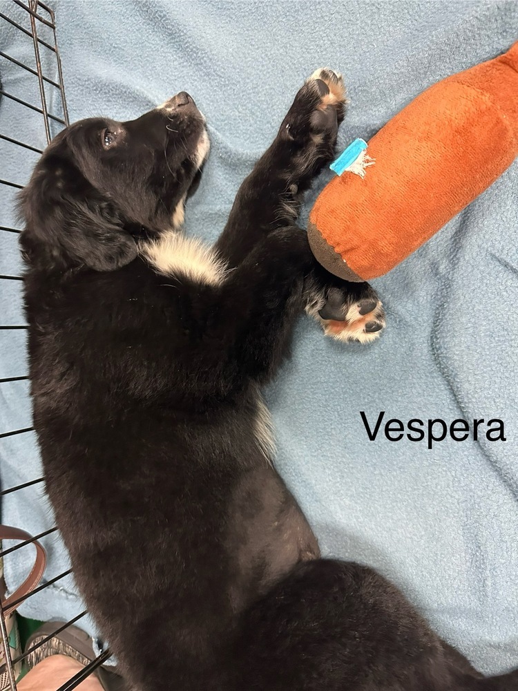 Vespera