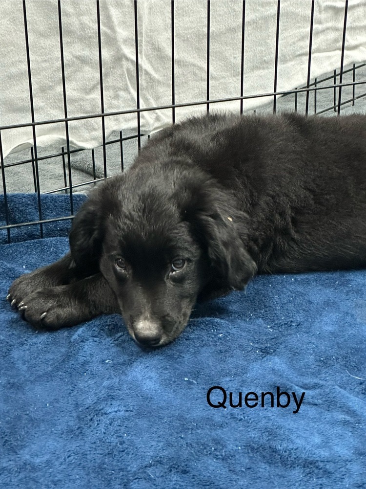 Quenby