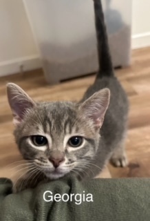 Georgia, an adoptable Domestic Short Hair in Bend, OR, 97701 | Photo Image 1