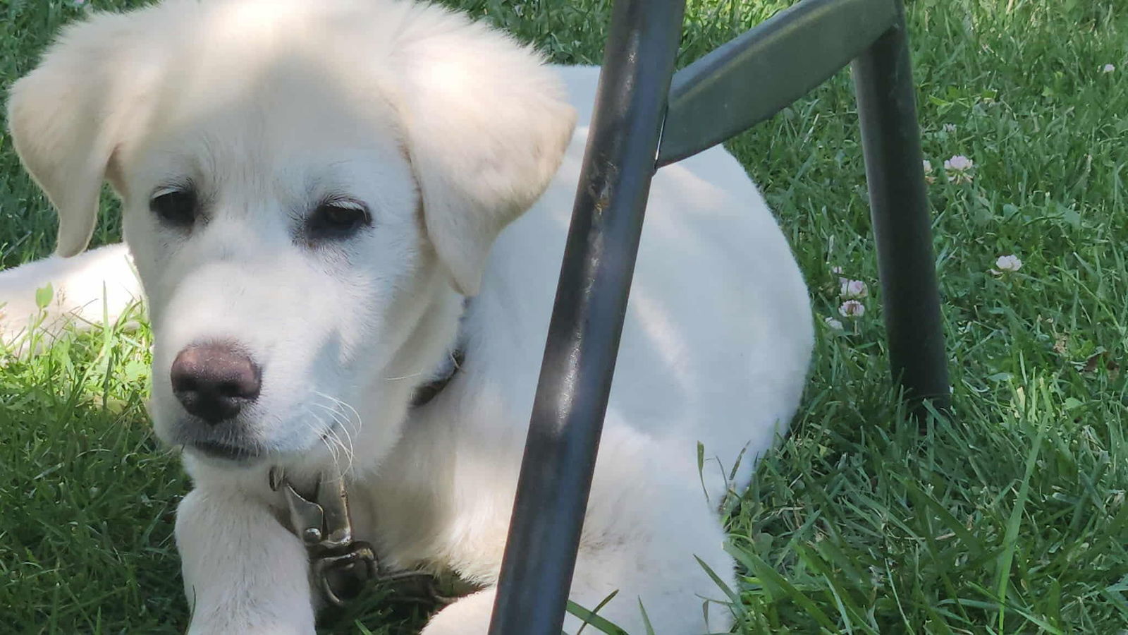 Holly, an adoptable Great Pyrenees, Akbash in Bountiful, UT, 84010 | Photo Image 1