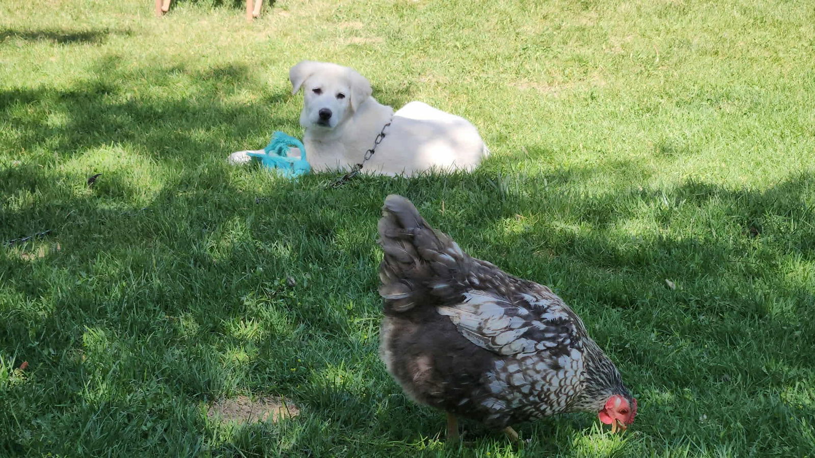 Holly, an adoptable Great Pyrenees, Akbash in Bountiful, UT, 84010 | Photo Image 2