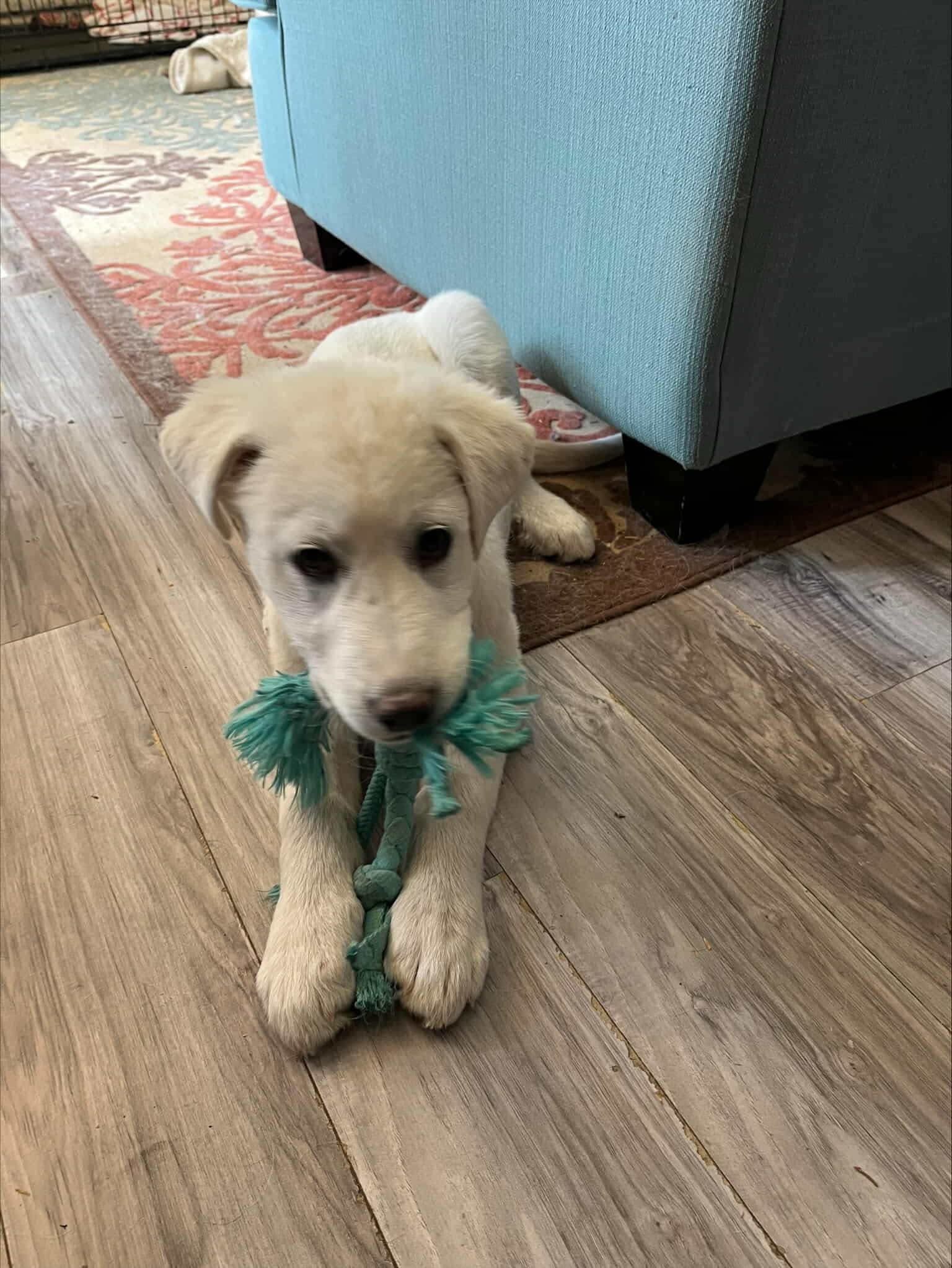 Holly, an adoptable Great Pyrenees, Akbash in Bountiful, UT, 84010 | Photo Image 3