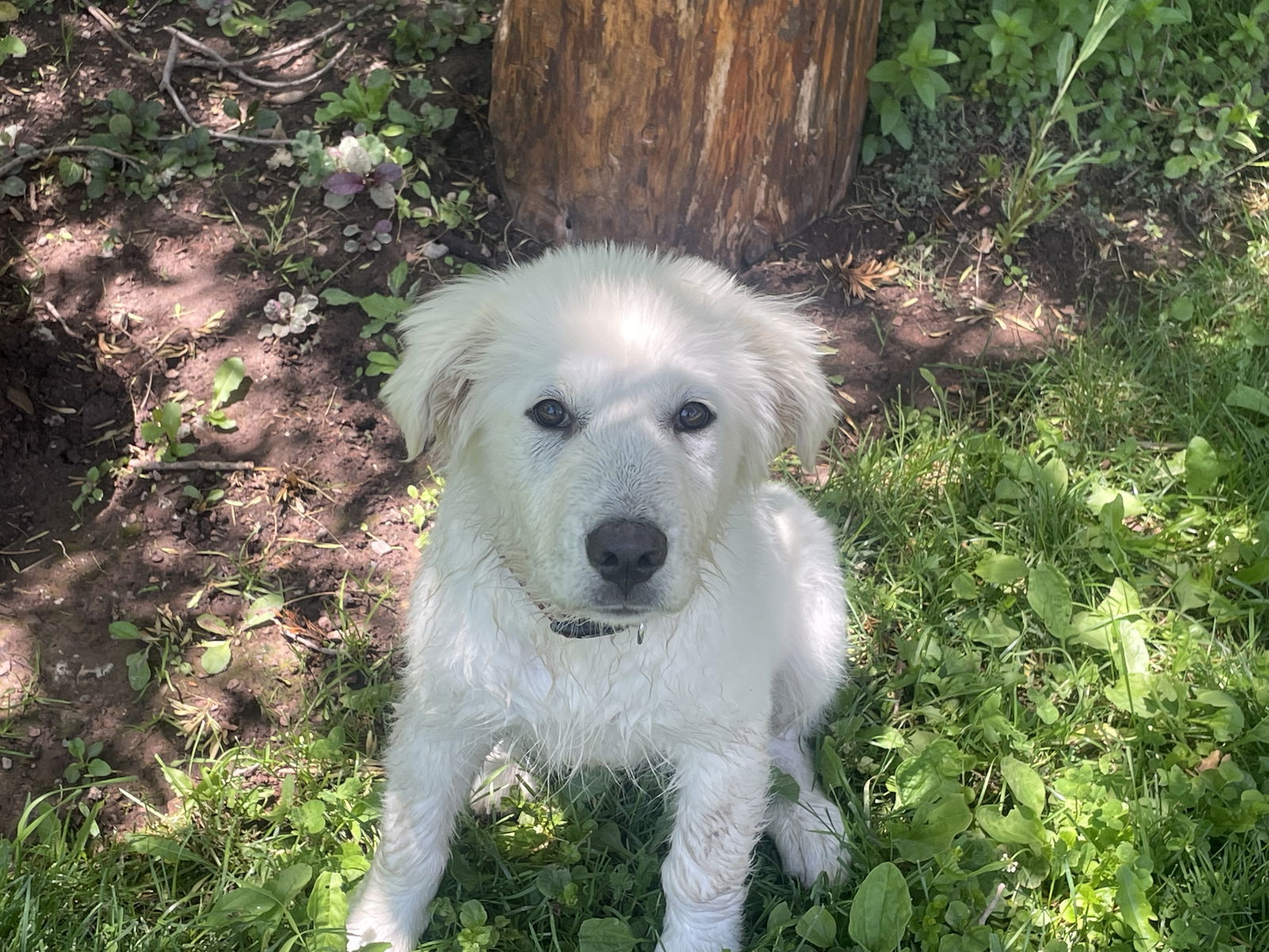 Ritchie, an adoptable Great Pyrenees, Akbash in Bountiful, UT, 84010 | Photo Image 1