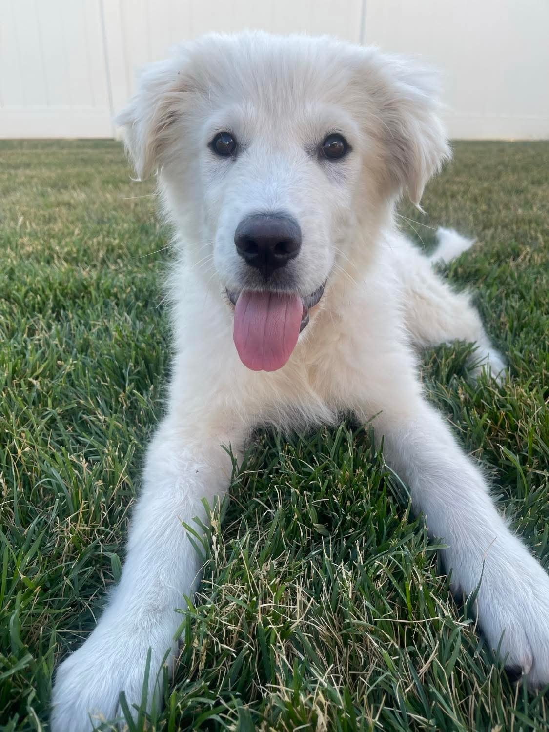 Ritchie, an adoptable Great Pyrenees, Akbash in Bountiful, UT, 84010 | Photo Image 2