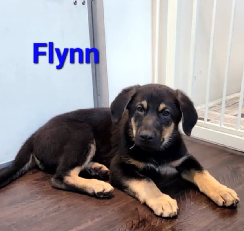 Flynn