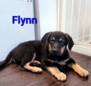 Flynn's profile on Petfinder.com