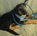 Flynn's profile on Petfinder.com