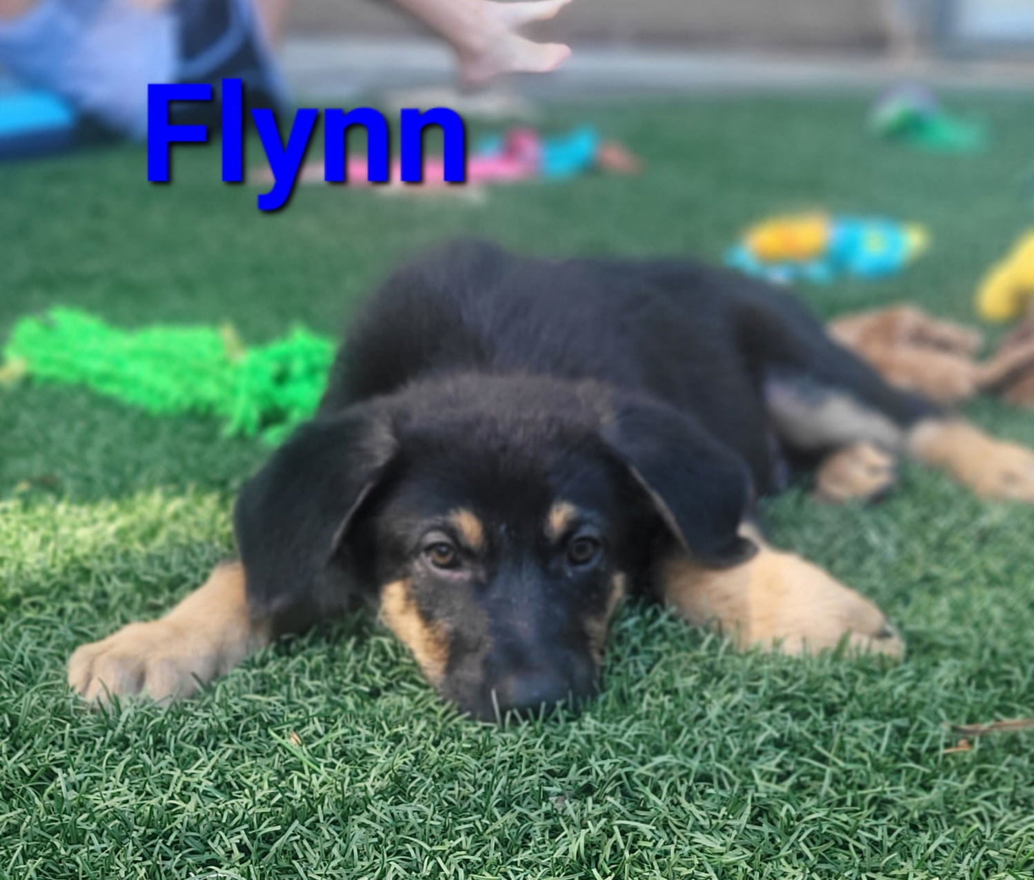 Flynn