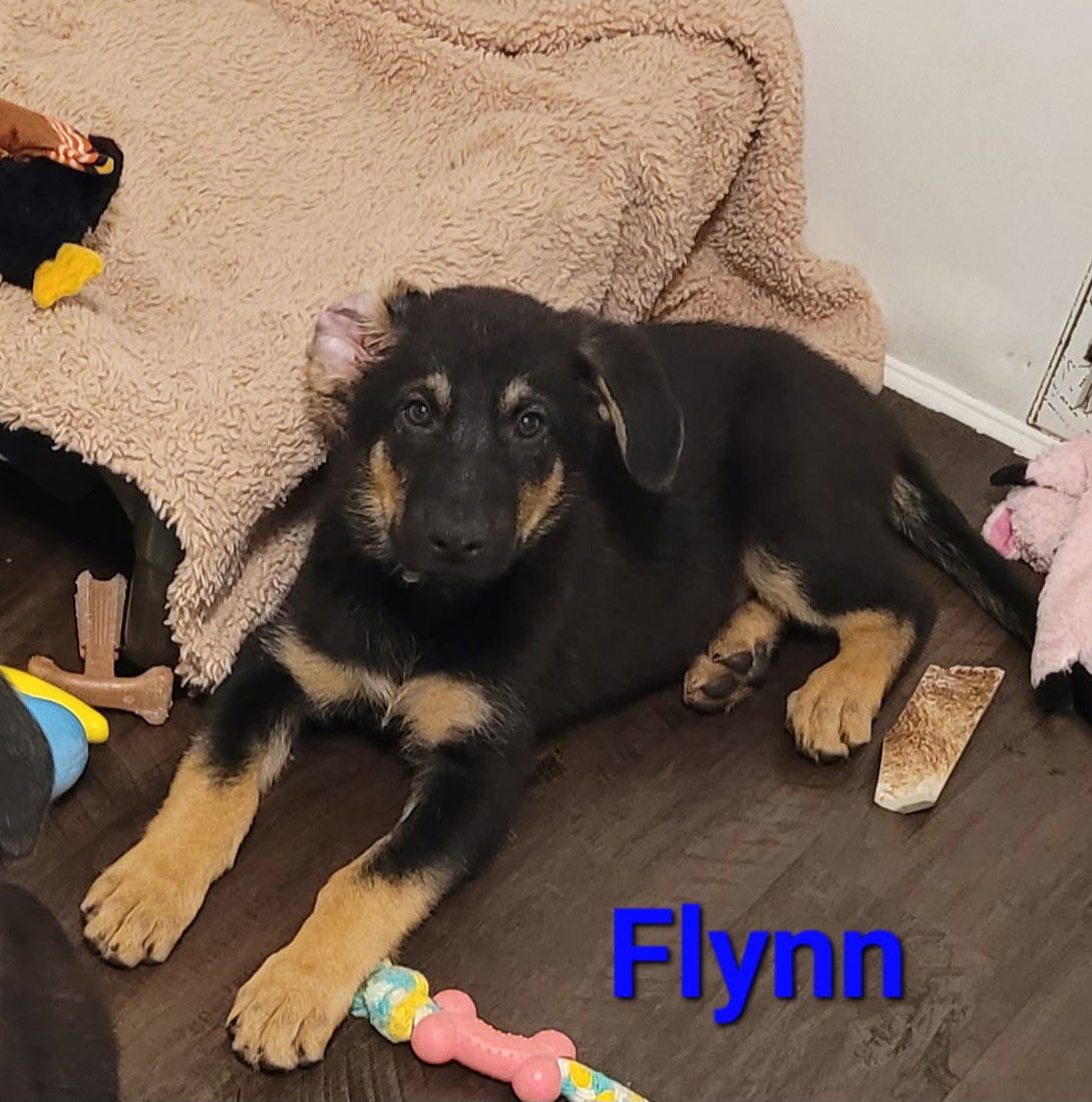 Flynn