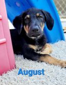 August's profile on Petfinder.com